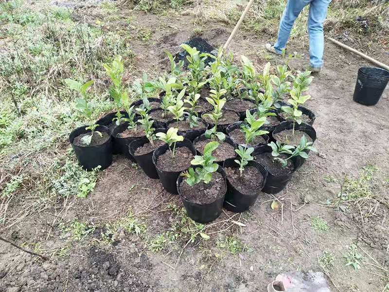 528cd4c5a43b71d4b118e7169fe5738