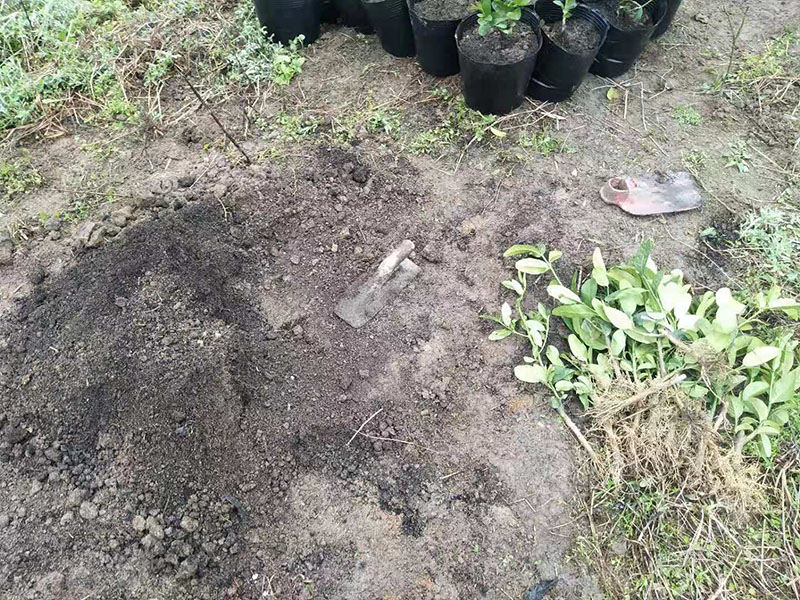 e86bf4543814a4bdb011795d417d772